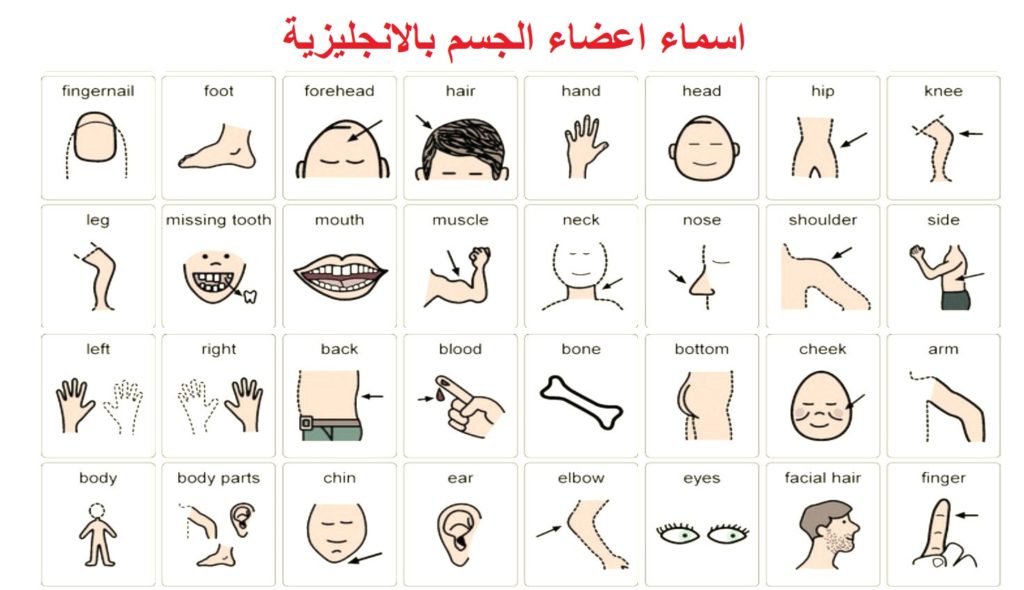 اسماء اعضاء الجسم بالانجليزية مترجمة بالعربية مع الصور وطريقة