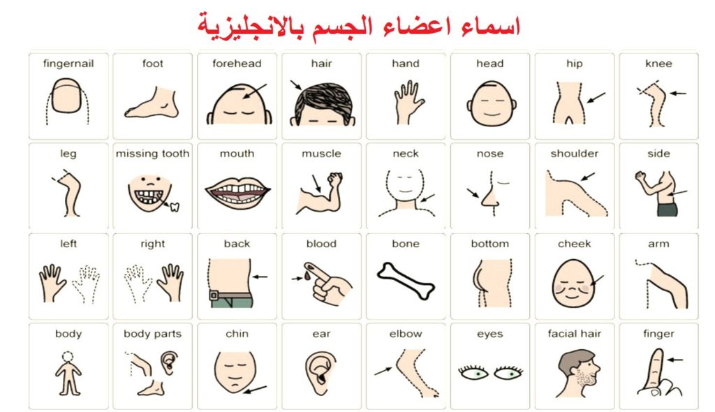 صور اعضاء الجسم