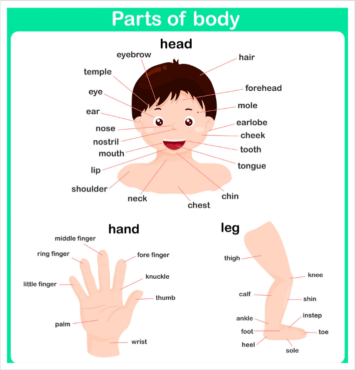 اسماء اعضاء الجسم بالانجليزية مترجمة بالعربية مع الصور وطريقة