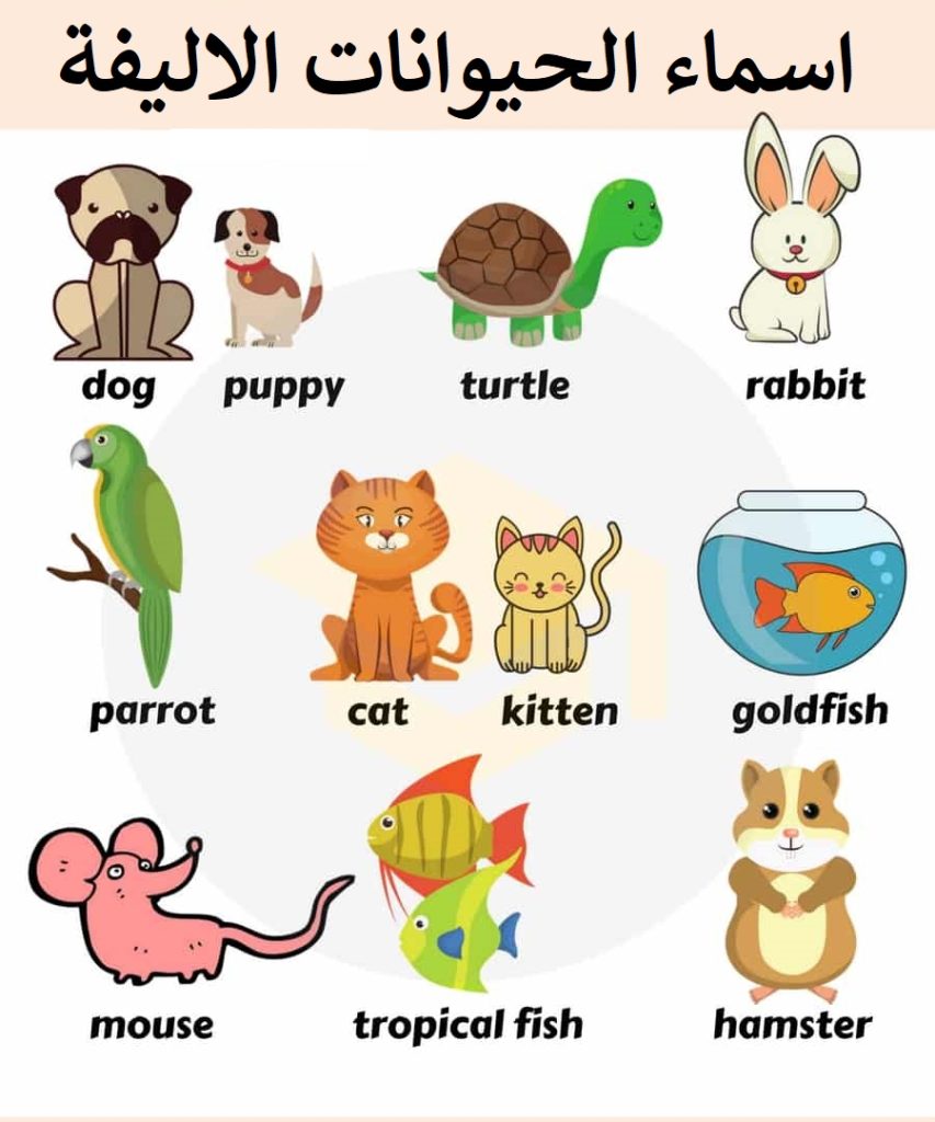 جميع اسماء الحيوانات بالانجليزية مع الصور والترجمة - تعلم اللغة الانجليزية