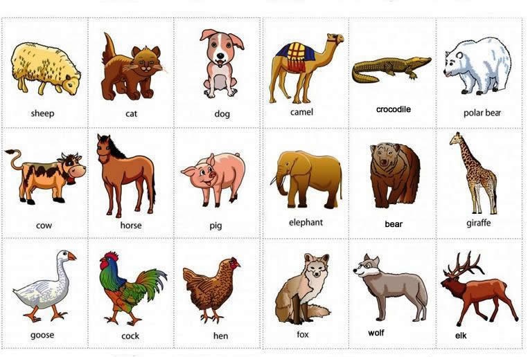 فيل بالانجليزي كلمة معلومات عن فيل بالانجليزي كلمة عبارات الإنجليزية