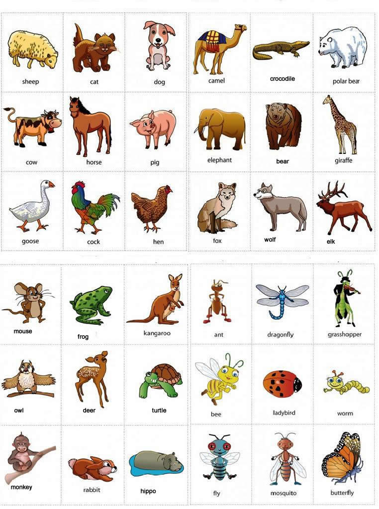 اسماء الحيوانات بالانجليزية بالصور Animal Names