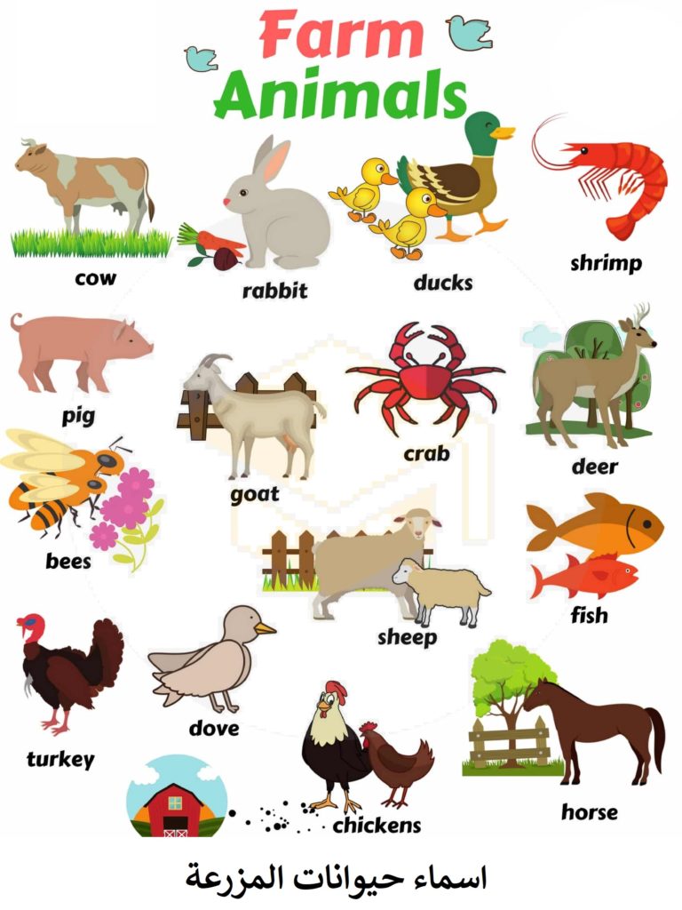 اسماء حيوانات المزرعة بالانجليزية Farm animals