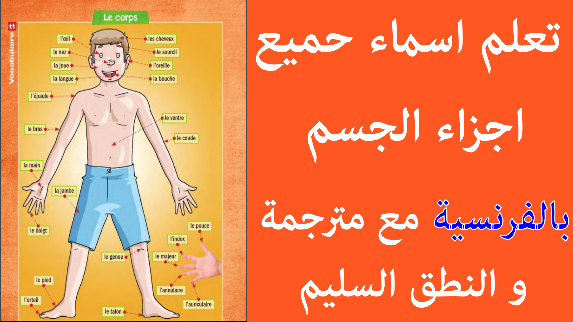 أسماء أجزاء الجسم بالفرنسية مترجمة بالعربية مع النطق تعلم اللغة